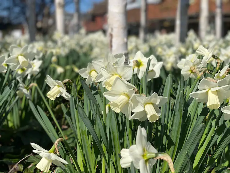 Spring life in the UK