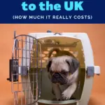 Cost of Moving Pets to UK