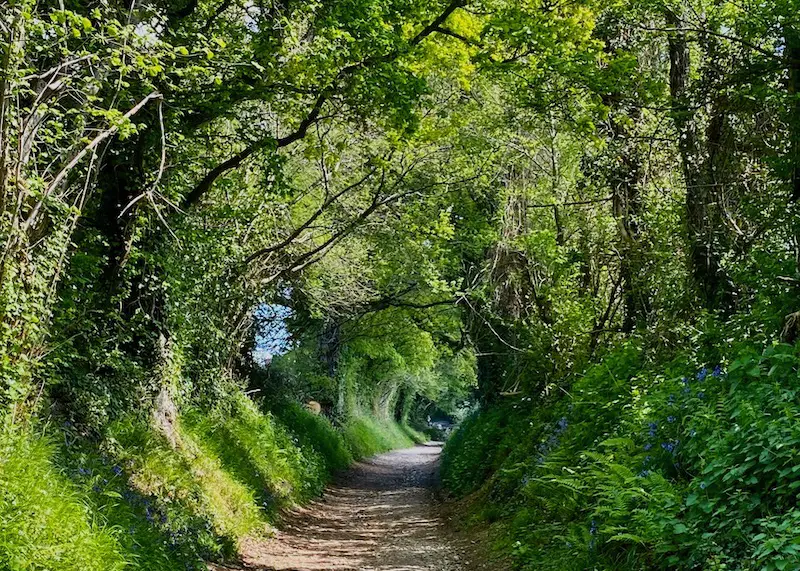 Ancient tree tunnel