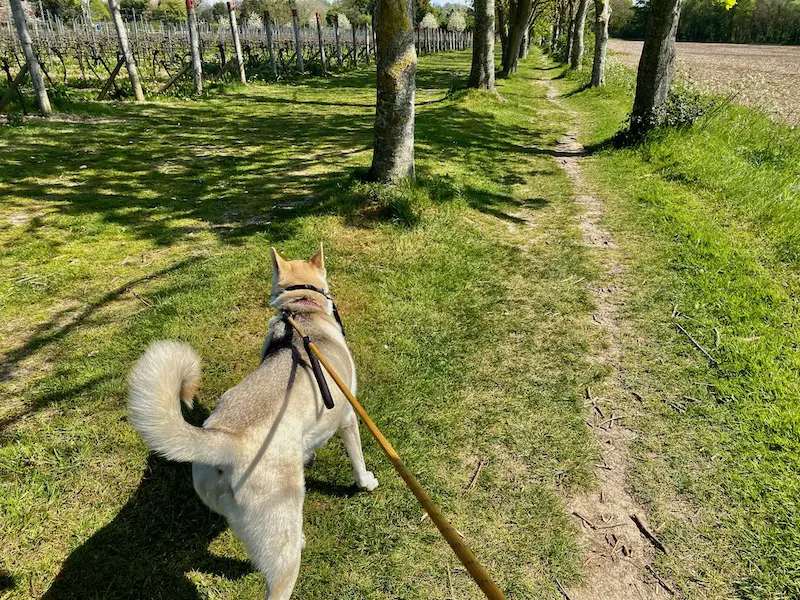 Tinwood Estate vineyard with dog