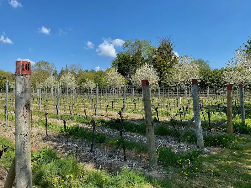 Tinwood Estate vineyard