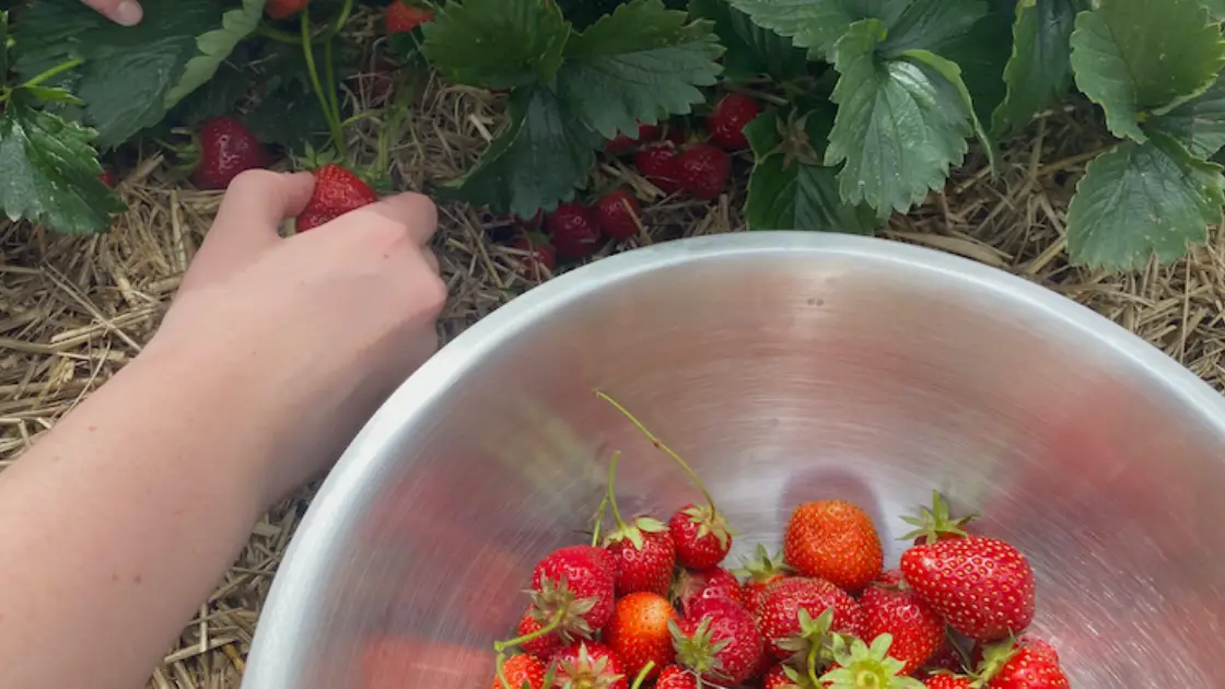 Fruit Picking in Sussex or Surrey | Great Day Out With Kids