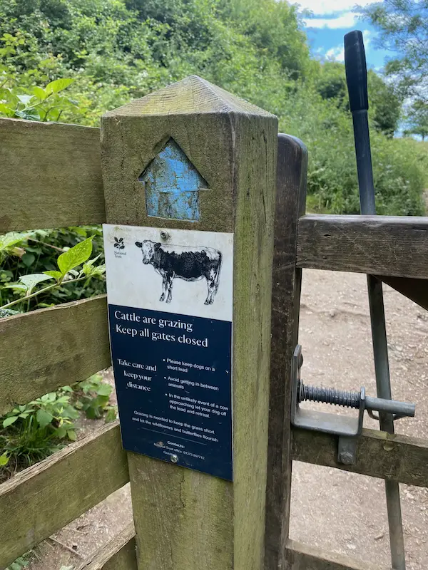 Dog walking UK cattle grazing sign