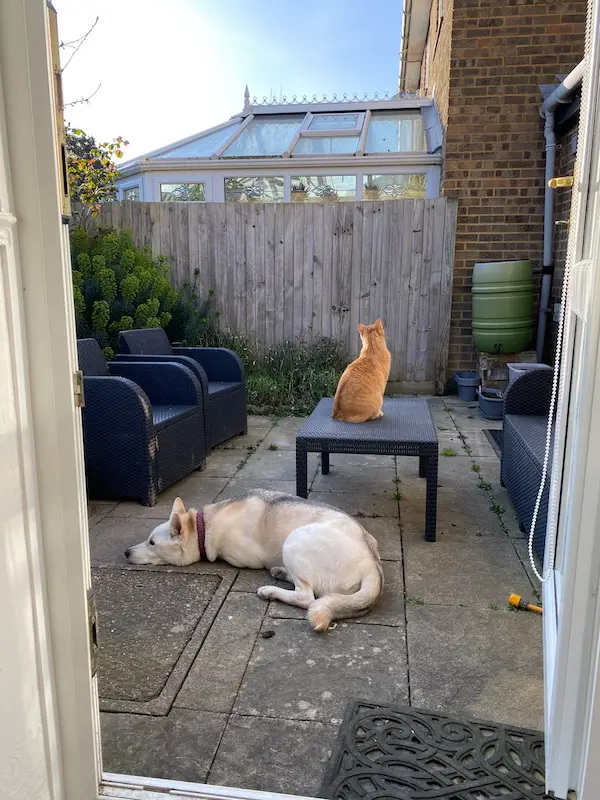 Dog and cat in garden UK