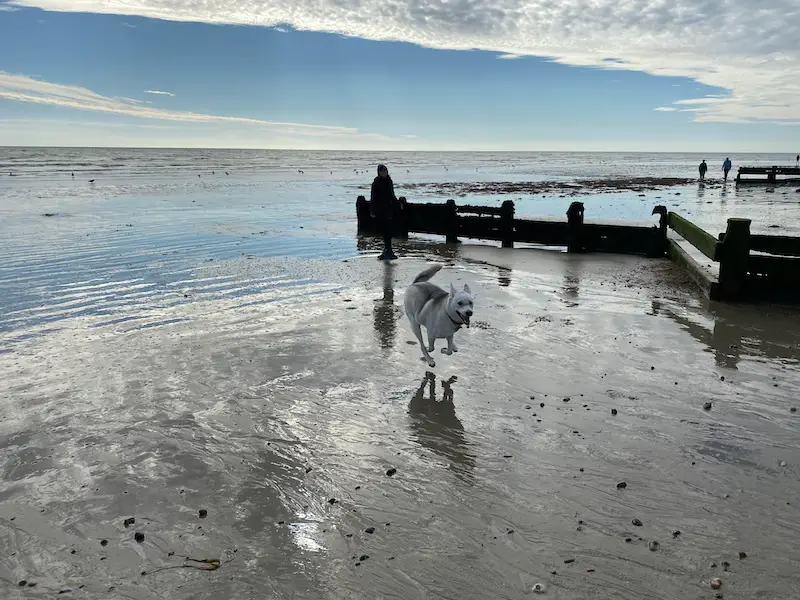 Culture Shocks for Pets Dog on Beach