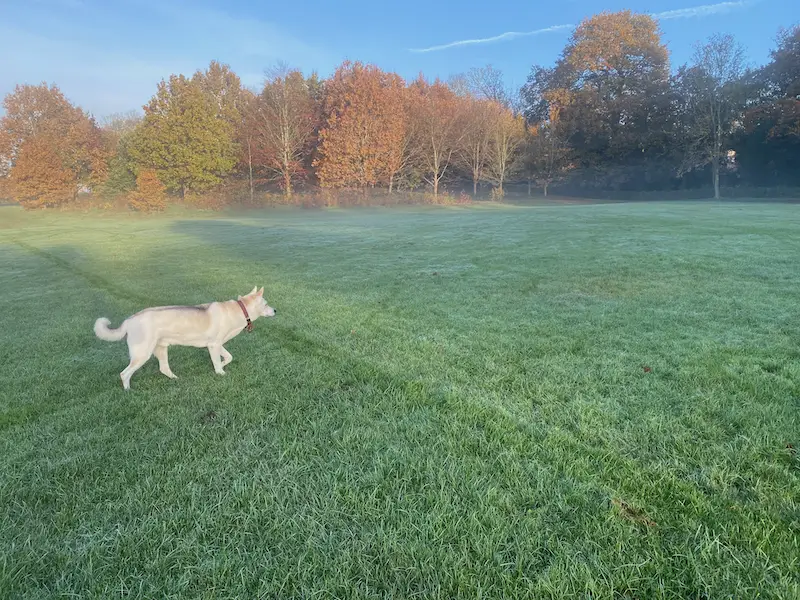 Culture Shock for Pets Dog off leash in park UK