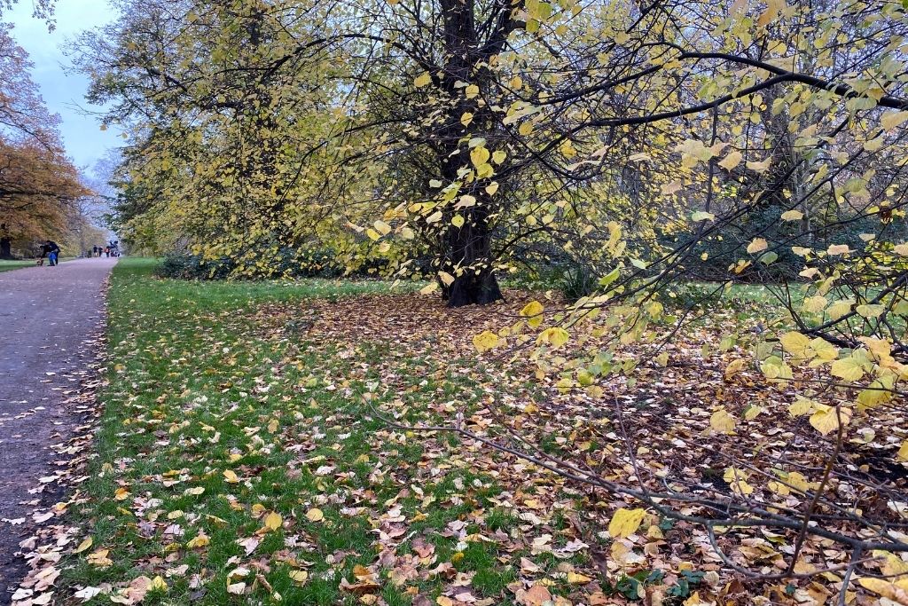 Park path in Kensington Palace gardens in London. Autumn leaves dot the grass beside a walking path.