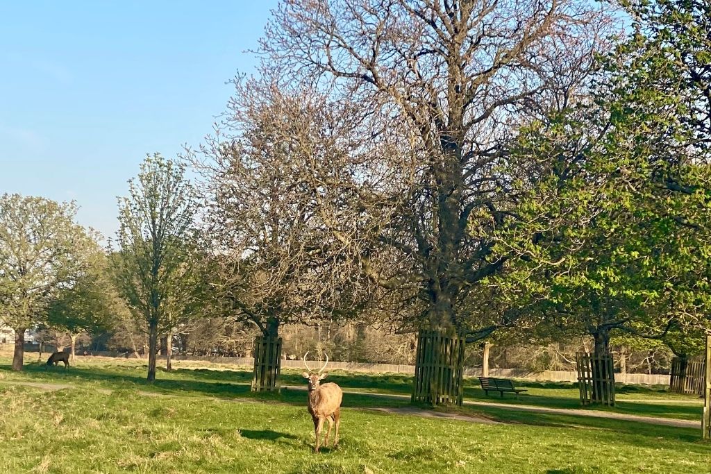 Deer facing the camera inside Bushy Park near Hampton Court Palace in Greater London.