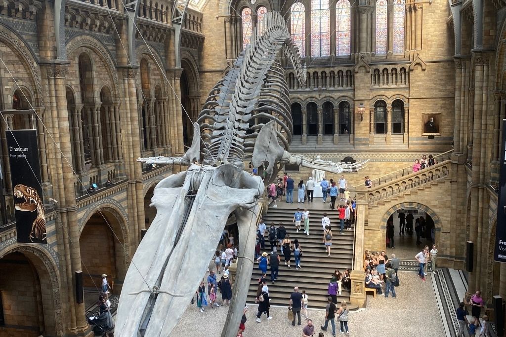 Natural History Museum in London. The skeleton of a blue whale hangs above museum visitors.