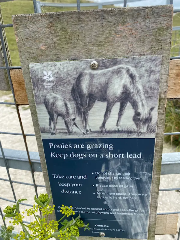 Dog walking UK pony grazing sign