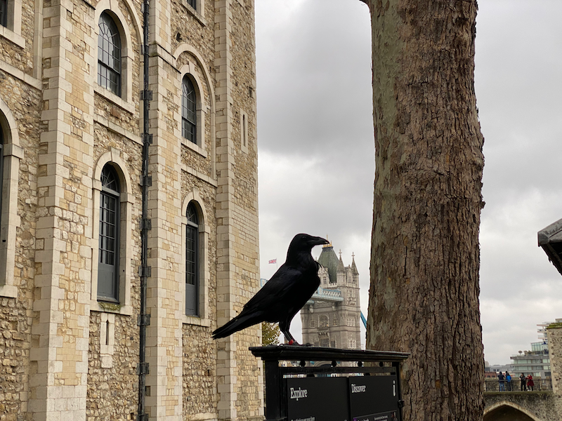 Tower of London Raven