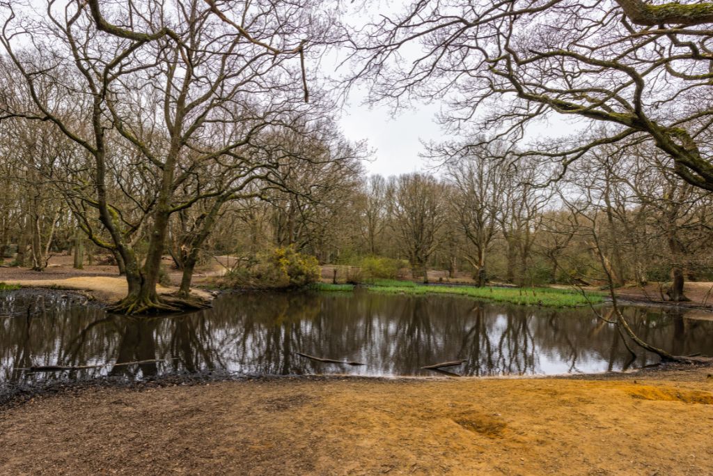 Hampstead Heath in London England. A small pond is surrounded by trees in Winter.