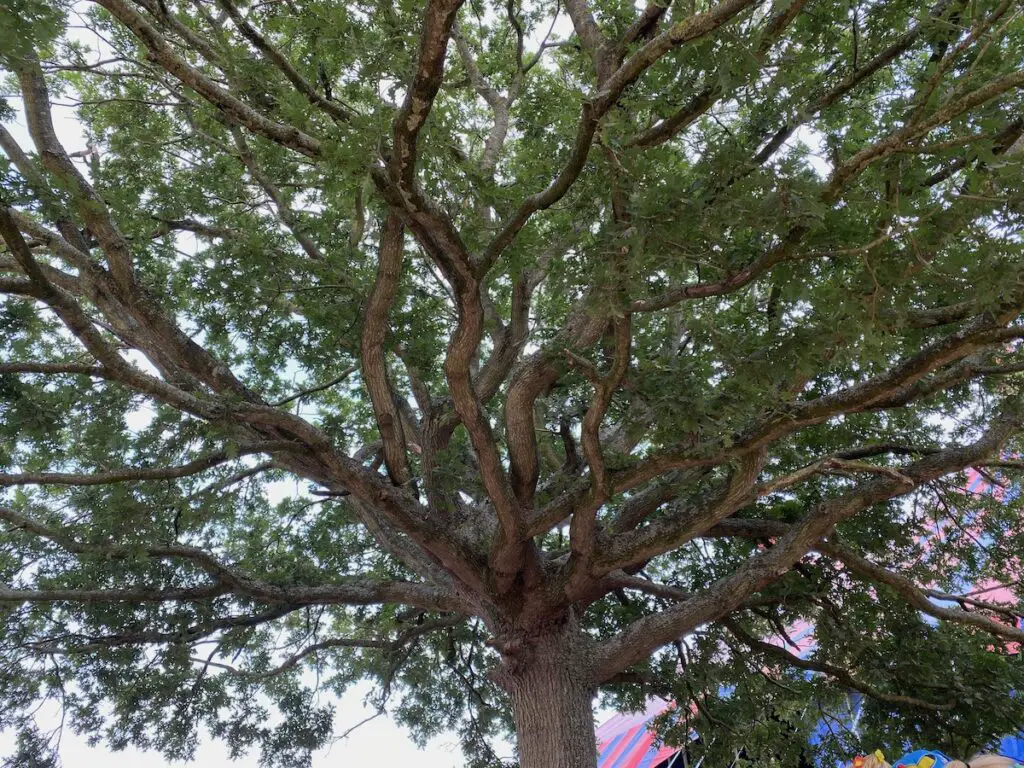 Tree at Latitude Festival