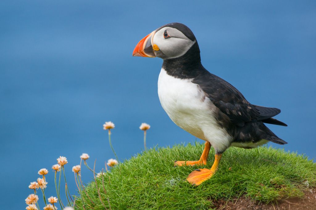 Puffin in Scotland