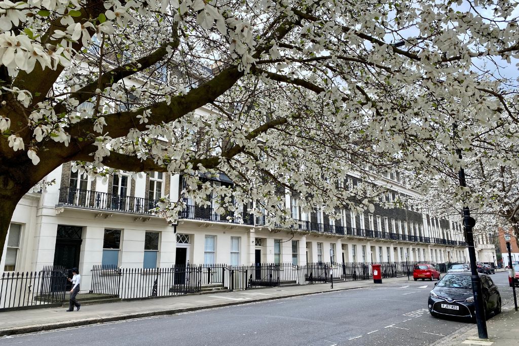 Spring blooming trees in front of white terraced homes in the London neighborhood of Bloomsbury.