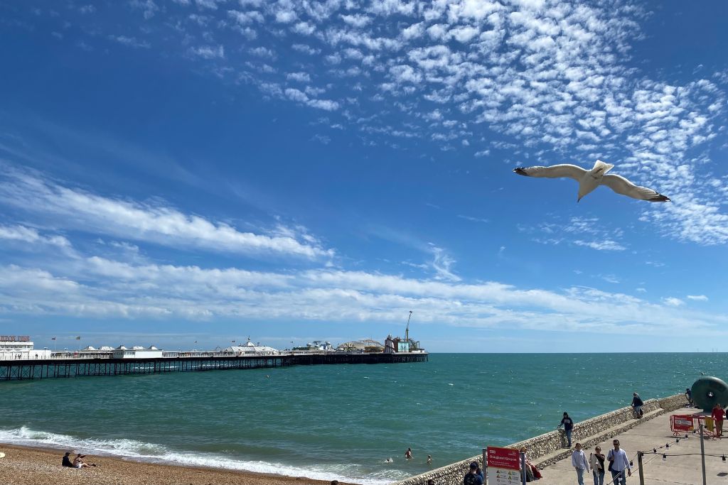 Seagull flying above Brighton beach with the Brighton Pavilion Pier in the distance.