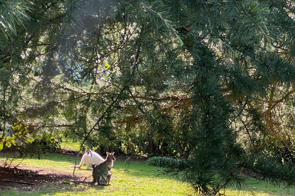 Wallabies at Leonardslee House and Gardens in West Sussex England.